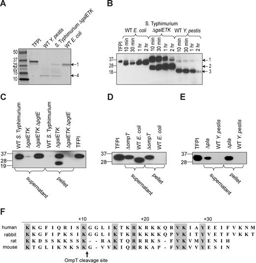 Figure 5. Analysis of TFPI cleavage by whole bacteria. (A) Omptin-positive bacterial strains, E coli MC4100, S Typhimurium ΔgalETK, or Y pestis KIM5 (109 cfu/mL) were incubated with TFPI (100 μg/mL) in HBS without BSA for 24 hours at room temperature, after which mixtures were resolved on SDS-PAGE and stained with Coomassie blue. (B) TFPI (3 μg/mL) was incubated with omptin-positive bacterial strains (109 cfu/mL) in HBS for varying times, after which the mixtures were Western blot analyzed and detected with an anti-TFPI monoclonal antibody reactive with the Kunitz-2 domain. Discrete fragments are indicated by arrows and numbered. (C) S Typhimurium, (D) E coli, or (E) Y pestis at 109 cfu/mL were incubated with TFPI (3 μg/mL) for 30 minutes at room temperature in HBS after which bacteria were removed by centrifugation at 16 000g for 4 minutes. Supernatants were transferred to separate tubes while the bacterial pellets were washed once with HBS, pelleted, and resuspended in HBS. Western blot analysis of the resulting supernatant and bacterial pellet fractions were probed with monoclonal antibodies reactive with the Kunitz-2 domain of TFPI. (F) Amino acid sequence following the C-terminal ends of the Kunitz-3 domains of human (Homo sapiens), rabbit (Oryctolagus cuniculus), mouse (Mus musculus), and rat (Rattus norvegicus) TFPI. Residues identical in all 4 species are highlighted in gray.