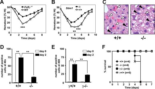 Figure 3. Experimental AIHA in FcRγ and STIM1 wild-type and knockout mice. Transient anemia was induced in FcRγ+/+ and FcRγ−/− B6 mice (A,E) and in Stim1+/+ (+/+) and Stim1−/− (−/−) chimeras (B-D) by injection of 150 μg of the pathogenic 34-3C IgG2a mAb, and daily hematocrit was assessed (A,B). Liver H&E sections (original magnification, ×40) from 2 days anemic mice were evaluated both qualitatively (C) and quantitatively (D,E) for the occurrence of erythrophagocytosis. (F) Mice also received a lethal dose of anti-RBC 34-3C (300 μg), and survival was monitored. Results were obtained from 4 to 5 mice in each group (*P < .05, **P < .001).