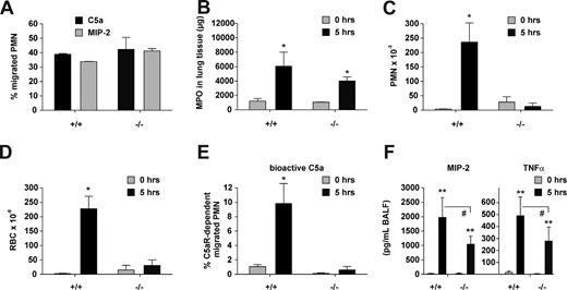 Figure 4. Experimental hypersensitivity pneumonitis in Stim1−/− chimeras. (A) Polymorphonuclear cell (PMN) migration in response to C5a and MIP-2 as measured in vitro by Transwell chemotaxis assays using PMN from bone marrow of the indicated mice. (B-F) IgG immune complex–induced lung injury was initiated in Stim1+/+ (+/+) and Stim1−/− (−/−) chimeric mice, and interstitial neutrophil influx in lung tissue was assessed by measuring MPO activity (B). Content of PMN (C), RBC (D), C5a-dependent bioactivity (E), and contents of MIP-2 and TNF-α (F) in BAL fluids were determined in samples obtained 5 hours after immune complex–induced pneumonitis. *P < .05 and **P < .001 compared with 0-hour controls. #P < .05 wild-type compared with Stim1−/− 5-hour response. For each bar, n = 4 to 5 mice.