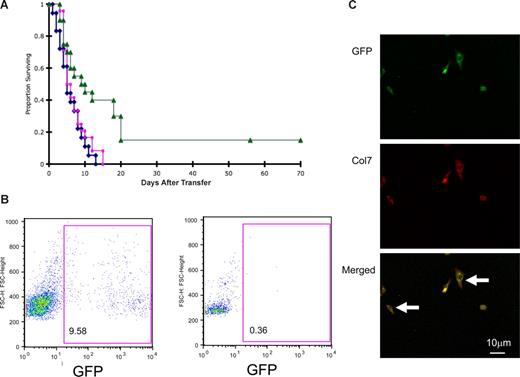 Figure 1. The effect of cellular infusions on survival and donor engraftment of Col7a1−/− (RDEB) mice. (A) Blue line indicates nontreated RDEB mice (n = 18); red line: RDEB mice given nonenriched BM (n = 24); and green line: RDEB mice treated with CD150+48− BM (n = 20; P = .005 and P = .005 versus nontreated or nonenriched BM-treated RDEB mice, respectively). (B) Histograms of peripheral blood of the animal with the highest donor engraftment (9.58%) 10 weeks after CD150+48− BM infusion (left panel) and unmanipulated control (right panel). (C) BM cells explanted from the surviving recipients express col7 protein. Representative example is shown. (Top panel) GFP-expressing donor cells (green); (middle panel) col7-expressing donor cells (red); (bottom panel) merged image; arrows point to donor cells coexpressing GFP and col7 protein.