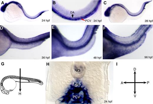 Figure 1. Expression of snrk-1 during embryonic zebrafish development. (A-F) Whole-mount in situ hybridizations using digoxigenin-labeled snrk-1 antisense probes. At 24 hpf (A,B) and beyond (C-E) until 96 hpf (F), snrk-1 expression is restricted to head and trunk regions. In the trunk, section of 24 hpf snrk-1 in situ embryo (H) show expression in the dorsal aorta (DA), posterior cardinal vein (PCV), and the regions surrounding these 2 structures. No indicates notochord. Red arrow points to PCV and black arrow points to DA. The plane of the section in panel H is shown in panel G. (I) The orientation of the embryos.