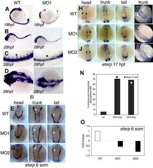 Figure 2. Snrk-1 gene knockdown analysis in vivo. (A-D) Endothelial cells at 18 hpf and 28 hpf in wild-type (WT) and MO1-injected embryos are visualized by in situ hybridization using a fli antisense RNA probe. (C,D) High-magnification images of the trunk and head, respectively, of WT and MO1-injected embryos from panel B. Reduction of ECs is observed at (A) 18 hpf and (B) 28 hpf in MO1-injected embryos. Red bracket in panel C shows reduction of fli+ region composed of DA and PCV, and black asterisk shows that intersomitic vessels (ISVs) are missing at 28 hpf in MO1-injected embryos. (A-C) Lateral views. (D) Dorsal view. etsrp+ angioblasts in the head, trunk, and tail at (E-G) 6 som and (H-M) 17 hpf in WT, MO1-, and MO2-injected embryos. White asterisks in panels E through G are included for etsrp+ cell comparison across comparable regions in the 3 samples. At 17 hpf, in the head, compare 4 populations of etsrp+ angioblasts—of which the most anterior are enclosed in red box. In the trunk, 2 bilateral stripes of etsrp+ angioblasts are noticed, of which one stripe is missing in MO1-injected embryo (I, trunk). In the tail, 2 distinct etsrp+ angioblast populations merge at the tail tip indicated by the black box, and differences are noticed in their intensities and patterning in MO-injected embryos compared with WT. (K-M) Embryos overstained with etsrp probe. (L,M) Overstained embryos in which etsrp+ angioblasts are mispatterned. (N) The percentage of MO1- and MO2-injected embryos with mislocalized angioblasts at 17 hpf; *P < .001 between MO1- or MO2-injected groups compared with UI. (O) The fold change of etsrp transcript levels at 6 som in MO1- and MO2-injected embryos as analyzed by QPCR. Error bars represent SEM.