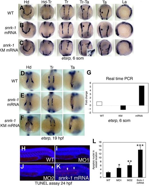 Figure 3. Gain-of-function analysis by overexpression of snrk-1 and snrk-1 kinase mutant (snrk-1 KM). (A-C) etsrp+ cells in the head (Hd), head to trunk (Hd-Tr), trunk (Tr), trunk to tail (Tr-Ta), tail (Ta), and lateral regions (La) of WT embryos (A), snrk-1 mRNA–injected (B), and snrk-1 KM mRNA–injected (C) embryos. (B) Ectopic induction of etsrp+ cells in snrk-1 mRNA–injected embryos. (A,B) Black asterisks in Tr-Ta and Ta panels indicate thicker etsrp-stained region at LPM in panel B compared with panel A. (C) snrk-1 KM mRNA–injected embryos with early migration of angioblasts from the LPM to the midline. (C, Tr-Ta) Inset is higher magnification of prematurely migrating angioblasts at 6 som. (D-F) etsrp+ cells in Hd, Tr, and Ta regions at 19 hpf in WT, snrk-1 mRNA–, and KM mRNA–injected embryos. (G) The fold change of etsrp transcript levels in snrk-1 mRNA– and KM mRNA–injected embryos at 6 som by QPCR. (H-K) An in vivo TUNEL apoptosis assay at 24 hpf in WT, MO1-, MO2-, and snrk-1 mRNA–injected embryos. (J,K) Arrows indicate apoptotic cells. (L) The mean number of apoptotic nuclei (x-axis) in the vessel region in each sample (y-axis: WT, n = 10; MO1, n = 14; MO2, n = 18; snrk-1 mRNA, n = 11), with the error bars representing SD. Paired t test: *P < .05 between WT and MO1; **P < .05 between WT and MO2; ***P < .005 between WT and snrk-1 mRNA samples.