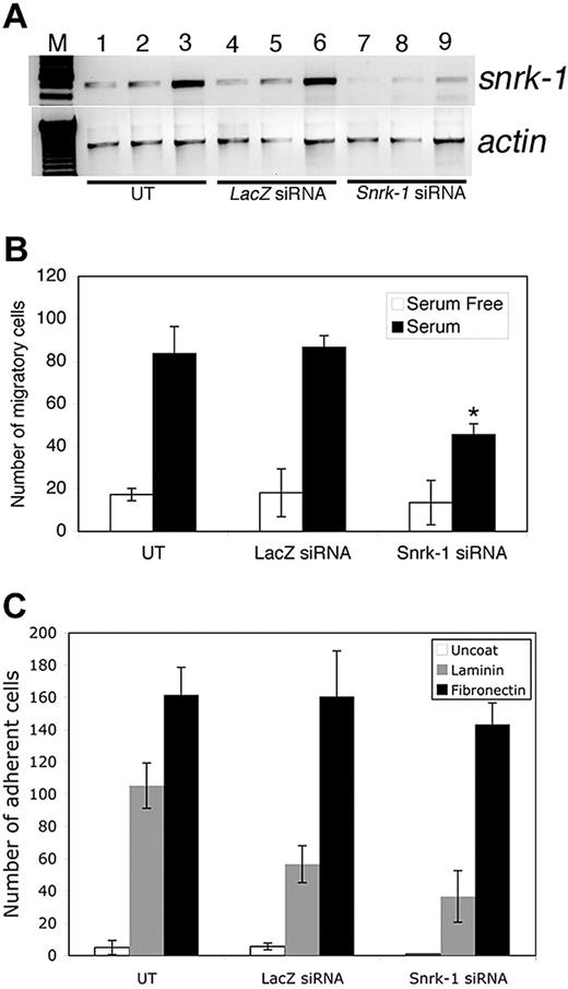 Figure 4. Snrk-1 gene knockdown analysis in vitro. (A) RT-PCR for snrk-1 and actin genes in snrk-1 siRNA–transfected (500 ng) and control lacZ siRNA–transfected (500 ng) HUVECs. Lanes 7 through 9 show reduced snrk-1 transcripts compared with lanes 1 through 6. (B) In vitro KD studies show that there are fewer migratory ECs in snrk-1 siRNA–transfected HUVECs. The graph shows the effect of snrk-1 gene KD on migration of transfected HUVECs to serum-free medium (□) or 10% serum (■) for 5 hours at 37°C. All migration experiments have been conducted using HUVECs from passage numbers 2 through 4. The plotted data are pooled from 3 independent experiments and the error bars represent plus or minus SD. *P < .05 between snrk-1 siRNA and lacZ siRNA cells response to serum. (C) Graphic representation of the number of adherent ECs in snrk-1 siRNA–transfected, lacZ control siRNA–transfected, or untransfected HUVECs to an uncoated surface (□), laminin (), or fibronectin (■). Error bars represent SD.