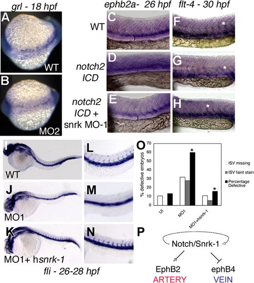 Figure 5. Snrk-1 functions in A/V specification. (A,B) grl in situ hybridization of 18 hpf WT and MO2-injected embryos, respectively. ephrin-B2a in situ hybridization of 26 hpf (C) WT, (D) notch2-ICD–injected, or (E) notch2-ICD + snrk-1 MO1–injected embryos. flt-4 in situ hybridization of 30 hpf (F) WT, (G) notch2-ICD–injected, and (H) notch2-ICD + snrk-1 MO1–injected embryos. (F-H) White asterisks show flt-4 expression in intersomitic arteries. (C-E) The black brackets indicate the space between the most dorsal stained regions of the embryo to the yolk extension. (D) Note the shrinkage in space in notch2-ICD–injected embryo, indicating an expansion of ephrin-B2a–stained cells. fli in situ hybridization of 26 to 28 hpf (I) WT, (J) MO1-injected, and (K) MO1 + hsnrk-1 RNA–injected embryos. (J,M) MO1-injected embryos missing ISVs compared with (I,L) WT or (K,N) MO1 + hsnrk-1–coinjected embryos. (O) Graphic representation of the number of embryos displaying faint or absent ISVs in the trunk region of samples in panels I through K. *P < .001 across MO1 and MO1 + hsnrk-1 group. (P) A model placing Snrk-1 parallel to Notch in A/V specification. The dotted line indicates that definitive evidence is needed to show that snrk-1 is downstream of notch. Images in panels C through H were taken using an Observer Z1 inverted microscope (Carl Zeiss, Thornwood, NY) with 10× objective and 10× eyepiece. The image acquisition software used was AxioVision Rel4.6 (Carl Zeiss, Oberkochen, Germany); images were corrected for brightness and contrast in Photoshop 7.0.