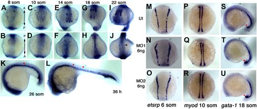 Figure 1. Whole-mount ISH expression pattern of dusp-5 and effect of in vivo knockdown of dusp-5 on etsrp+ cells in the ZF embryo. (A-L) Whole-mount ISH using dusp-5 antisense probes, with the embryo stages depicted on top of or inside each panel. (A,C,E,G,I) Top panels: Top views of the anterior embryo regions. (B,D,F,H,J) Dorsal views of the head and trunk regions. (K,L) Lateral views of the embryo with the head to the left. (M-O) etsrp, 6 som, (P-R) myod, 10 som, and (S-U) gata-1, 18 som show ISH embryos stained for indicated markers. (M,P,S) UI embryos. (N,Q,T) 6 ng of MO1-injected. (O,R,M) 6 ng of MO2 injected embryos. “A” and “P” labels denote the direction of the anterior-posterior axis in panels A and B. Black asterisk in panel E indicates head dusp-5+ populations; arrowhead in panel J, dusp-5+ angioblasts in LPM; red asterisks in panel K, dusp-5+ angioblasts coalescing to form axial vessels, in panel L (intersomitic vessels) and in panels S to U (gata-1+ cells in blood islands).