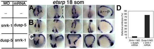 Figure 2. Snrk-1 and dusp-5 interact functionally in a single direction affecting etsrp+ cell populations and their migration to the midline. (A) Whole-mount ISH expression pattern of etsrp+ cells in WT embryos. In the snrk-1 MO plus dusp-5 mRNA background (B), etsrp+ cells appear in similar locations and pattern normally compared with age-matched WT embryos (A). In the dusp-5 MO plus snrk-1 mRNA background (C), etsrp+ cells do not migrate to the midline, and a gross increase in this population occurs in the LPM. (D) Quantification of the percentage of embryos displaying defects observed in panels B (n = 38) and C (n = 26). “A” and “P” labels denote the direction of the anterior-posterior axis in panel A and corresponding panels. The MO doses were 6 ng, and the mRNA dose was 75 pg.