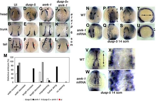 Figure 3. Snrk-1–induced ectopic induction of etsrp+ angioblasts is blocked by dusp-5. (A-L) etsrp ISHs at 6 som. (A-J, B-K, and C-L) etsrp+ head, trunk, and tail populations, respectively. Dusp-5 mRNA-injected embryos (D-F), compared with UI embryos (A-C), show decreases in the length and width of the tail etsrp+ population (compare red asterisk in panels C and F). Snrk-1 mRNA-injected embryos show increases in all 3 etsrp+ populations (compare black arrow in panel G, bracket in panel H, and asterisks in panel I). Furthermore, the direction of etsrp+ cell migration (black arrows in panel I) is toward the midline. Embryos injected with both dusp-5 and snrk-1 mRNA (J-L) show the most dramatic decrease in etsrp+ populations across the longitudinal and short axes of the embryo. (M) Quantification of the different phenotypes observed in UI (ui, n = 25), single mRNA-injected (snrk-1, n = 21 or dusp-5, n = 26), or combination-injected embryos (snrk-1 + dusp-5, n = 31). (N-U) dusp-5 ISH embryos in UI wild-type (WT) (N-T) and snrk-1 mRNA-injected embryos (O-U) at 14 som. High power images of the boxed region in panel V (WT) and panel W (snrk-1 mRNA) are shown in panels X and Y, respectively. (N,O) Minimal differences in dusp-5 ISH in the head. (P) Properly migrated dusp-5+ cells that make a distinguishable “Y”-shaped pattern; this pattern is not seen in the trunk region of snrk-1 mRNA-injected embryos (Q). Little difference is noted in the tail region between WT (R) and snrk-1 mRNA-injected embryos (S). Further, snrk-1 mRNA-injected embryos (U) appear further along developmentally compared with WT embryos (T) in the lateral view, and dusp-5+ cells are observed on a different plane in snrk-1 mRNA-injected embryos (black arrows in panel U). In high-power images of snrk-1 mRNA-injected embryos (Y), the patterning of dusp-5+cells is affected compared with similar regions in WT embryos (X), and they also appear closer to the midline in snrk-1 mRNA-injected embryos with more diffuse distribution. “L” and “S” labels in panel C denote longitudinal and short axes, respectively, for panels A to L. “A” and “P” labels in panels N, P, R, T, and V denote the direction of the anterior-posterior axis in corresponding panels (N-Y).