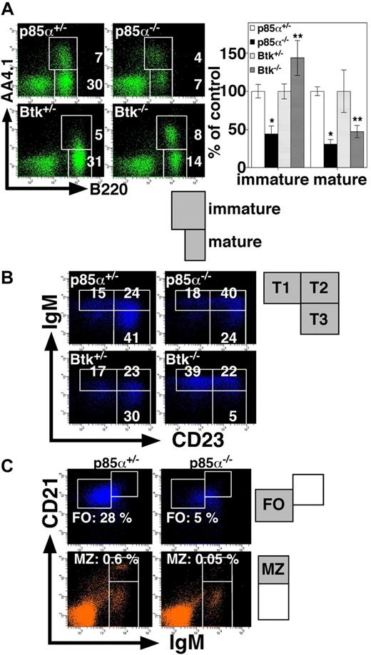 Figure 2. Phenotypes of p85α−/− and Btk−/− mice. (A) Splenocytes from the indicated mice were stained with anti-B220 and anti-AA4.1, and analyzed on a FACSAria. The percentages of immature B cells (B220+AA4.1+) and mature B cells (B220+AA4.1−) are indicated (left). Results are presented as mean plus or minus SD (percentages of heterozygotes) (right). Significant differences between p85α+/− and p85α−/− mice or Btk+/− and Btk−/− mice are indicated. *P < .01; **P < .05. (B) Analysis of B220+AA4.1+ immature B cells for surface expression of IgM and CD23: T1 represents IgM+CD23lo; T2, IgM+CD23+; and T3, IgMloCD23+. Among B220+AA4.1+ cells, the percentages of the T1, T2, and T3 subsets are indicated. (C) Splenocytes from the indicated mice were stained with anti-CD23, anti-CD21, and anti-IgM. Among CD23+ (top panels) and CD23− (bottom panels) lymphocyte populations, the percentages of CD23+CD21intIgMlo FO B cells identified as the cells in the square region (top panels) or CD23−CD21hiIgMhi MZ B cells identified as the cells in the square region (bottom panels) are indicated. Data are representative of 6 mice each for p85α+/− and p85α−/− mice on a BALB/c background or 4 mice each for Btk+/− and Btk−/− mice on a (C57BL/6 × 129/Sv) mixed background.