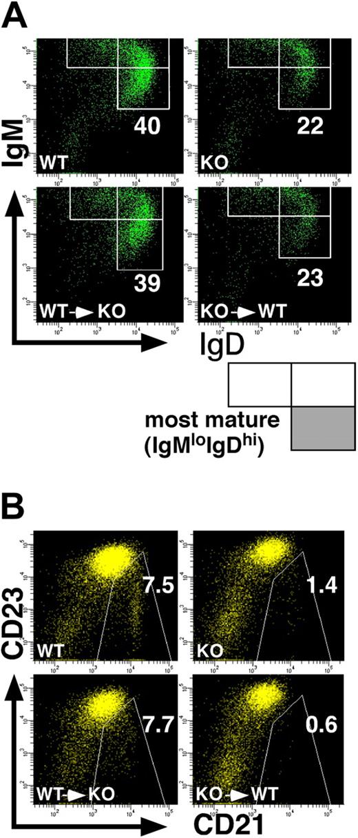 Figure 3. Impaired development of splenic B cells in p85α−/− mice is B-cell intrinsic. BM cells from the wild-type (p85α+/+CD45.1+) and p85α-deficient (p85α−/−CD45.2+) mice on a C57BL/6 background were transplanted into sublethally (3 Gy) irradiated PI3K-deficient (CD45.2+) and wild-type (CD45.1+) mice, respectively (bottom panels). Eight weeks after transplantation, splenocytes from recipient mice were stained with a combination of antibodies against B220, IgM, IgD, and CD45.2 (A) or B220, CD21, CD23, and CD45.2 (B), and analyzed on a FACSAria. Wild-type (WT) and p85α−/− (KO) mice were also analyzed (top panels). Among B220+CD45.2+ cells (for p85α−/− mouse–derived cells) or B220+CD45.2− cells (for the wild-type mouse-derived cells), the percentages of the most mature IgMloIgDhi subset (A) and CD21hiCD23lo MZ B cells (B) are indicated. Data are representative of 3 mice in each type of transplantation.