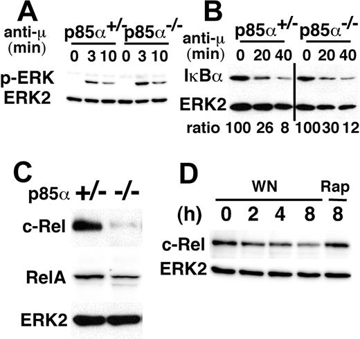 Figure 4. PI3K activity is essential for maintenance of c-Rel expression. (A) PI3K-independent activation of ERK. Splenic B cells obtained from p85α−/− (p85α−/−) or control (p85α+/−) mice on a BALB/c background were stimulated with or without 20 μg/mL anti-IgM F(ab′)2 (anti-μ) at 37°C for the indicated times. BCR-induced activation was evaluated by immunoblotting with a specific antibody against phospho-ERK (p-ERK). The membrane was reblotted with an anti-ERK2 antibody (ERK2). (B) PI3K-independent degradation of IκBα. Splenic B cells were stimulated as in panel A. The degradation of IκBα was evaluated by immunoblotting with an anti-IκBα antibody. The membrane was reblotted with an anti-ERK2 antibody. IκBα levels were normalized by ERK2 levels and indicated as percentage relative to that of the unstimulated lysate (ratio). (C) The whole-cell lysates of splenic B cells obtained from p85α−/− (−/−) or control (+/−) mice on a BALB/c background were subjected to immunoblot analysis with antibodies against c-Rel, RelA, and ERK2. (D) PI3K-dependent maintenance of c-Rel expression. Splenic B cells of C57BL/6 mice were cultured at 5 × 106 cells/mL in the presence or absence of either 100 nM wortmannin (WN) or 10 μg/mL rapamycin (Rap) for the indicated times, and evaluated for the expression level of c-Rel by immunoblotting with an anti–c-Rel antibody. Rapamycin, a potent inhibitor for mTOR, was chosen as a control since wortmannin is known to suppress mTOR activity besides PI3K. The membrane was reblotted with an anti-ERK2 antibody. Data in panels A-D are representative of 3 independent experiments with similar results.