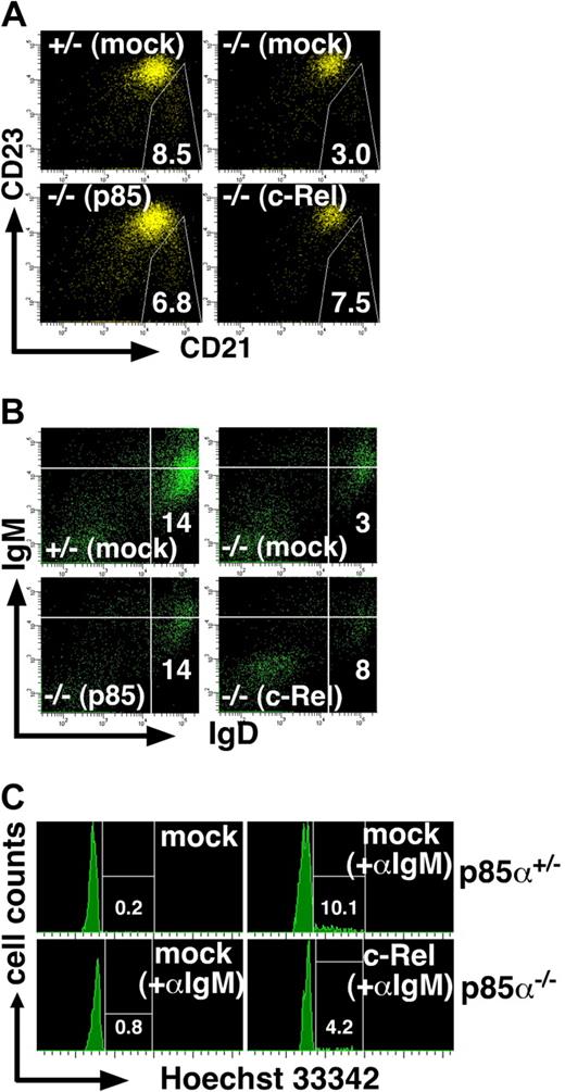 Figure 5. Forced expression of c-Rel partially rescues B-cell defects in p85α−/− mice. Recipient Rag-2−/− mice on a BALB/c background were reconstituted with BM cells from p85α−/− (−/−) or control (+/−) mice on a BALB/c background expressing either c-Rel (c-Rel), p85α (p85), or Venus alone (mock). Spleen cells were analyzed 10 weeks after transplantation. Among Venus+B220+ cells, the percentages of CD21hiCD23lo MZ B cells are shown (A). Among Venus+ cells, the percentages of IgMloIgDhi most mature B cells identified as the cells in the lower right quadrant are indicated (B). (C) Splenic B cells from p85α−/− (p85α−/−) or control (p85α+/−) mice on a BALB/c background were unstimulated or stimulated with anti-IgM F(ab′)2 (+ αIgM) and infected with lentivirus vector encoding c-Rel (c-Rel) or Venus alone (mock). Among Venus+ cells, BCR-induced cell-cycle progression was evaluated on a FACSAria using Hoechst 33342 as an indicator for DNA content. Shown are percentages of cells in S + G2/M. Mice are all on a BALB/c background. Data are representative of 3 (A,B) or 5 (C) independent experiments with similar results.