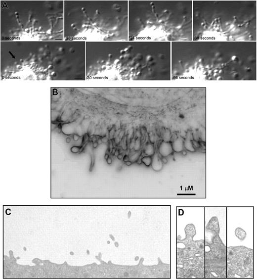 Figure 1. Megakaryocytes produce microparticles via an active, constitutive process. (A) Video-enhanced differential-interference contrast microscopy showing 2 examples of a mouse megakaryocyte forming microparticles in vitro. Small vesicles in linear arrays were observed extending from the surface of megakaryocytes. The microparticle at the tip of this process is 0.5 μm (). Scale bar represents 1 μm. (B) Surface blebs were visualized in unstained, living mouse megakaryocytes imaged by the RTM-3 in light modality using a 100× objective lens. This representative frame shows a membrane region that exhibited active surface blebbing. Scale bar represents 1 μm. (C) Thin-section electron micrograph showing the surface of a mouse megakaryocyte. Numerous small projections were observed emanating from the surface. The width of this field is 4 μm. (D) Thin-section electron micrographs showing blebs at various stages along the surface of a mouse megakaryocyte. The surface projections are approximately 300 nm in diameter.