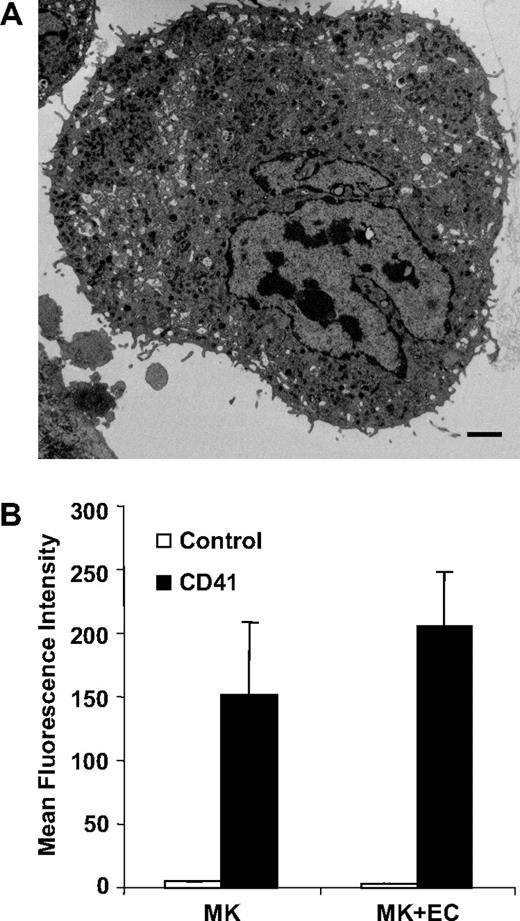 Figure 3. Mouse megakaryocytes cocultured with bone marrow endothelial cells produce microparticles. (A) Thin-section electron micrograph showing small projections and vesicles emanating from the surface of a megakaryocyte that has been cocultured with bone marrow–derived endothelial cells. Scale bar represents 2 μm. (B) Mouse megakaryocytes were incubated for 24 hours in the presence or absence of bone marrow endothelial cells. CD41+ microparticles within the supernatants were quantified by flow cytometry. Error bars indicate the standard deviation of 3 independent assays.