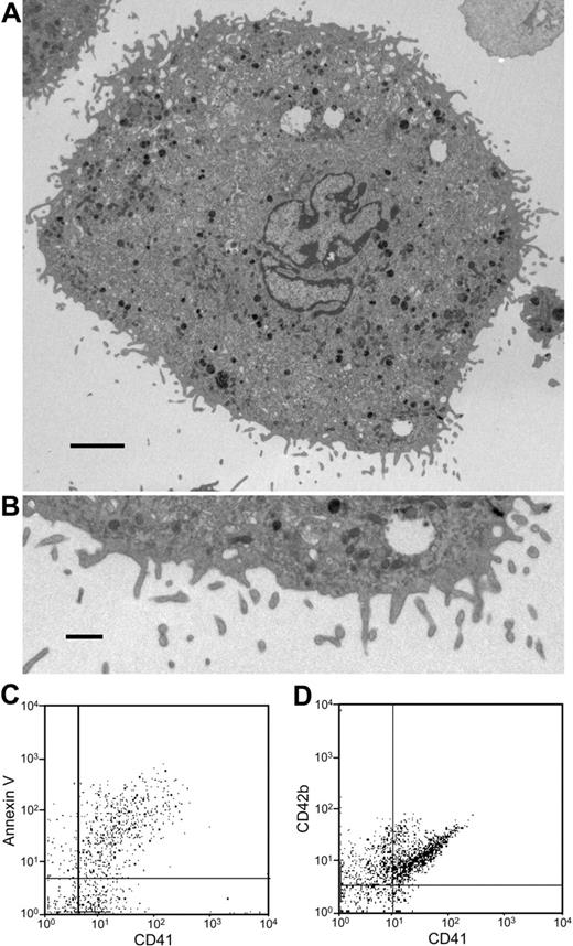Figure 7. Microparticle generation from human megakaryocytes. (A) Thin-section electron micrograph showing the surface of an entire human megakaryocyte. Numerous small projections were observed emanating from the surface. Scale bar represents 10 μm. (B) Thin-section electron micrograph showing the megakaryocyte surface at higher magnification. Blebs at various stages are visualized along the surface of this human megakaryocyte. The surface projections are approximately 300 nm in diameter. Scale bar represents 1 μm. (C,D) Microparticles isolated from human megakaryocyte cultures were stained using anti-CD41 antibody and either annexin V or IgG directed at CD42b. This analysis demonstrates that the majority of human megakaryocyte-derived microparticles express PS on their surface and are CD42b+. Error bars indicate the standard deviation of 4 independent assays.
