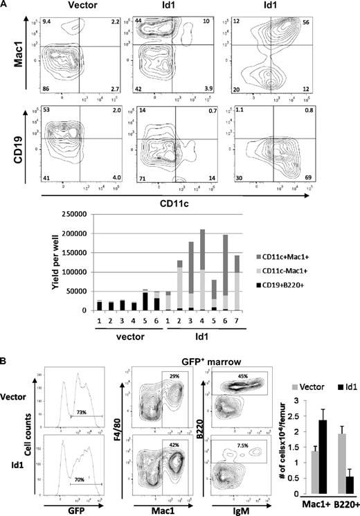 Figure 3. Overexpression of Id1 in early HSCs drives myeloid differentiation at the expense of lymphoid development. (A) LSK progenitors were transduced with vector or Id1-expressing retrovirus. Transduced cells were sorted for GFP expression 36 hours later and plated at 2500 cells/well in X-VIVO15 media containing SCF, Flt3-L, and IL-7. After 14 days, cells were harvested and stained with the indicated antibodies and analyzed by flow cytometry. Representative plots are shown for wells containing vector (left) and Id1-transduced cells producing either predominantly Mac-1+CD11c− (center) or Mac-1+CD11c+ cells (right). The proportions of indicated cell populations produced from vector or Id1-transduced progenitors in individual wells are shown in the bar graph below the plots. Data are representative of 3 experiments. (B) CD45.1+ bone marrow cells from 5-FU–treated wild-type mice were transduced with vector or Id1-expressing retrovirus. Transduced cells were sorted for GFP expression, and equal numbers of transduced cells were injected into lethally irradiated CD45.2+ host mice. Three weeks later, bone marrow cells from transplanted hosts were isolated and analyzed using flow cytometry. GFP expression on donor-derived cells is shown in histograms on the left. Representatives of FACS analyses for indicated markers on gated GFP+ cells are shown, and the percentage of cells in each quadrant is indicated. Average numbers of Mac1+ and B220+ cells/femur derived from vector and Id1-transduced cells are shown in the bar graph with SD (n = 3). Data are representative of 3 experiments.