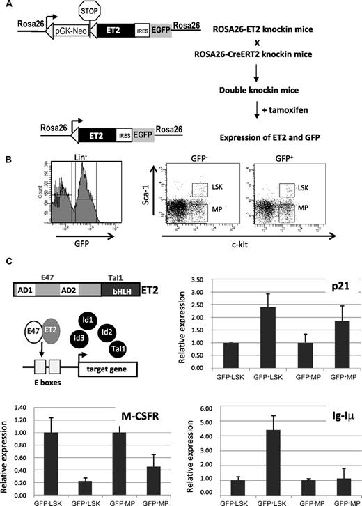 Figure 4. Tamoxifen-inducible ET2 expression and its effects on gene expression. (A) Diagram for induction of ET2 expression in vivo. In ROSA26-ET2 knockin mice, a construct was inserted downstream of the promoter of the ROSA26 gene. The construct contains a selection marker (pGK-NeoPGK-pA) and a transcriptional stop sequence (shown as a stop sign) flanked by 2 loxP sites (triangles), which are followed by the ET2 sequence plus the GFP sequence whose translation is mediated by an internal ribosome binding site (IRES). ROSA26-ET2 mice were crossed with ROSA26-CreERT2 mice, which produce a tamoxifen-inducible Cre. The double knockin mice were then treated with 5 doses of tamoxifen at 3 mg/mouse over 4 days to excise the selection marker and stop sequence, allowing expression of both ET2 and GFP. (B) Bone marrow cells from treated double knockin mice were harvested and lineage-depleted cells were obtained. Lineage-negative cells were sorted based on expression of GFP along with c-kit and Sca-1 markers. GFP-negative and -positive LSK and MP were collected based on the gates illustrated on the right. (C) Effect of ET2 on gene expression. A diagram shows the structure of ET2 protein and its proposed mechanism of action, which involves competition with Id proteins to dimerize with endogenous E proteins and subsequent binding to E boxes facilitating target gene transcription. To assess the function of ET2, real-time PCR assays were performed using total RNA isolated from cell populations sorted as described in panel B. Average levels of expression of indicated genes relative to that of β-actin in each indicated cell population are shown in bar graphs with SD. GFP-positive and -negative cells are considered to represent cells with or without ET2 expression.