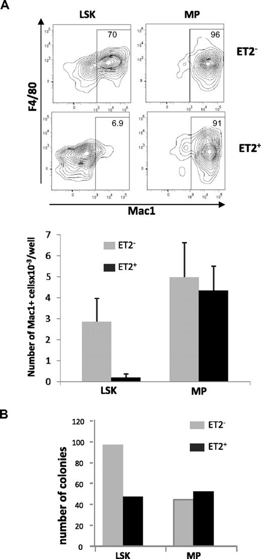 Figure 5. ET2 expression at the LSK but not the MP stage suppresses myeloid potential. (A) GFP-positive (ET2+) and -negative (ET2−) LSK and myeloid progenitor (MP) populations were isolated from mice as described for Figure 4 and seeded at 200 cells/well in media containing SCF, IL-3, IL-6, and G-CSF. Four days later, cells were stained with antibodies against F4/80 and Mac-1 and analyzed by flow cytometry. Percentages of Mac-1+ cells are indicated within the gate. Average numbers of Mac1+ cells/well (n = 6) produced are shown in the bar graphs below the plots. Data are representative of 2 experiments. (B) Colony formation assays. Additional aliquots of the cells as used for panel A were placed into myeloid-promoting methylcellulose media at a density of 1000 cells/plate and grown for 6 days. Colonies were then enumerated, and the average number of colonies per plate is shown in the bar graph (n = 2).