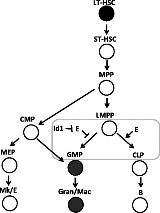 Figure 7. E-protein activity regulates the balance between myeloid- and lymphoid-lineage specification at the LMPP stage. The developmental scheme of hematopoiesis is drawn according to Adolfsson et al.6 The stage at which the balance of E proteins (E) and Id proteins is thought to play a role in myeloid-versus-lymphoid decisions is shown with a rectangle. Cells expressing high levels of Id1 are shown in filled circles.