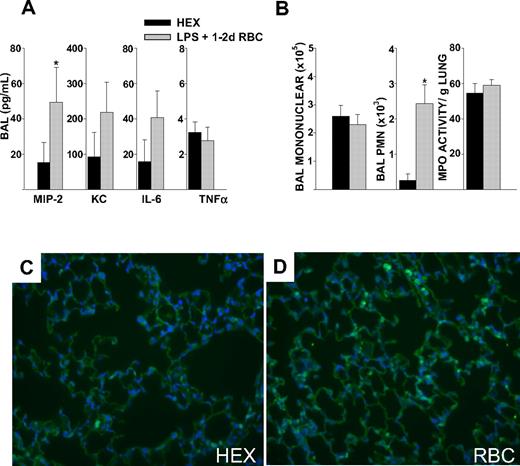 Figure 2. BAL cytokines, airspace neutrophil counts, and lung MPO activity in endotoxemic mice 4 hours after transfusion of 1- to 2-day-old, stored RBC. (A) RBC transfusion increased BAL MIP-2 compared with HEX controls (P = .009). BAL KC, IL-6, and TNFα were not increased after RBC transfusion (P = .232, .281, and .955, respectively). (B) Total BAL mononuclear cell counts were not different between the 2 groups (P = .601). RBC transfusion increased airspace neutrophils compared with HEX (2433 vs 255, P < .001). Lung MPO activity was similar between the 2 groups. (C,D) GR-1 staining of lung sections from animals transfused with 1- to 2-day-old RBCs show increased interstitial and airspace neutrophils compared with HEX transfused controls. Magnification ×400. Data are representative of 3 independent experiments; n = 9-12 animals per group.