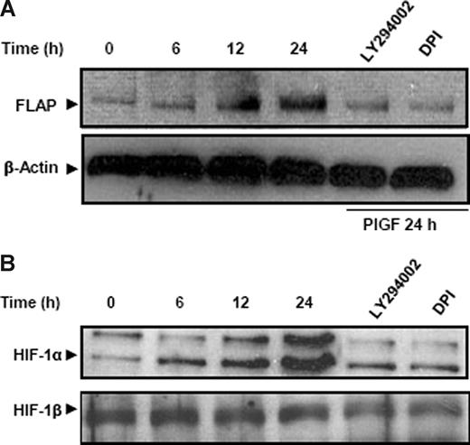 Figure 3. PlGF increases FLAP and HIF-1α protein in THP-1 cells. THP-1 cells were pretreated for 30 minutes with LY294002 and DPI followed by PlGF treatment for indicated time periods. (A) Cytosolic proteins were subjected to western blot analysis using antibody to FLAP. The same membrane was reprobed with β-actin antibody to normalize protein loading. (B) Nuclear extracts were subjected to western blot analysis using antibody to HIF-1α. The same membrane was reprobed with HIF-1β antibody to normalize the protein loading. Proteins were visualized by enhanced chemiluminescence corresponding to their expected molecular weights: FLAP (18 kDa), β-actin (42 kDa), HIF-1α (120 kDa), and HIF-1β (95 kDa). Data are representative of 3 independent experiments.