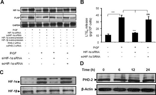 Figure 4. PlGF-mediated FLAP and LTE4 expression involves HIF-1α. THP-1 cells were transfected with indicated siRNA constructs or expression plasmids, followed by PlGF treatment for 24 hours. (A) RPA, (B) LTE4 release, and (C) Western blot analysis of nuclear extract using HIF-1α antibody. (D) Western blot analysis of cytosolic extracts from THP-1 cells treated with PlGF for indicated time period (6-24 hours) using PHD-2 antibody. Data are representative of 3 independent experiments. Data are expressed as means plus or minus SEM of 3 independent experiments (***P < .001; **P < .01; ns, P > .05). Where indicated, the vertical lines show repositioned gel lanes.