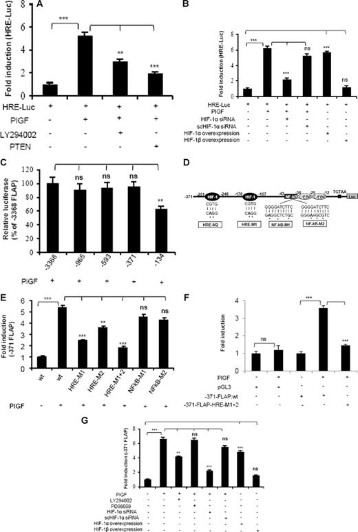 Figure 5. PlGF augments HRE-Luc and FLAP-Luc promoter via activation of PI-3 kinase and HIF-1α. THP-1 cells cotransfected with HRE-Luc and β-galactosidase plasmid were (A) either pretreated with LY294002 or cotransfected with PTEN and (B) cotransfected with indicated plasmids before treatment with PlGF for 24 hours. (C) Deletion analysis of FLAP promoter. THP-1 cells were cotransfected with indicated deletion construct and β-galactosidase plasmid, followed by PlGF treatment for 24 hours. (D) Schematics of FLAP promoter (−371 bp) indicating the location of HIF-1α, NF-κB, and C/EBP binding sites. (E,F) PlGF augments minimal FLAP promoter activity through HREs but not NF-κB in THP-1 (E) and PBM (F). THP-1 cells or PBM were cotransfected with indicated promoter constructs and β-galactosidase plasmid, followed by PlGF treatment for 24 hours. (G) THP-1 cells were treated with either indicated pharmacologic inhibitors or transfected with siRNA or HIF expression plasmids. These cells were then cotransfected with −371-FLAP-Luc and β-galactosidase plasmid, followed by PlGF treatment for 24 hours. Luciferase and β-galactosidase activities were measured as described in “Transient transfection.” The luciferase activity was normalized to that of the promoterless pGL3 basic vector. Data are expressed as mean plus or minus SEM of 3 independent experiments (***P < .001; **P < .01; ns, P > .05).