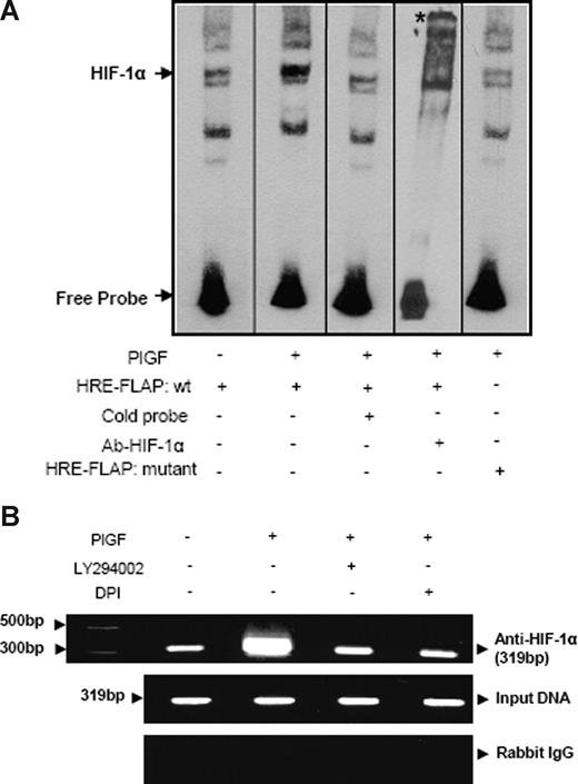 Figure 6. PlGF augments HIF-1α binding to FLAP promoter in vitro (EMSA) and in vivo (ChIP). (A) Nuclear extracts from THP-1 cells (10 μg) were incubated with a biotinylated double-stranded oligonucleotide corresponding to the region (−179 to −159 bp) of the FLAP promoter containing the proximal HRE located at −170 to −167 bp. Where indicated, 50-fold excess of unlabeled wild-type probe (lane 3) or antibody to HIF-1α (lane 4) was added. EMSA analysis was also performed with a probe containing a mutation of the HRE (−170 bp to −167 bp, lane 5). * denotes supershifted band. Data are representative of 2 independent experiments. (B) THP-1 cells were pretreated with indicated pharmacologic inhibitors before PlGF stimulation for 4 hours. The soluble chromatin was isolated and immunoprecipitated with either HIF-1α antibody (top panel) or control rabbit IgG (bottom panel). The primers used to amplify the products flanking HIF-1α binding sites in the FLAP promoter are indicated in Table 1. The middle panel represents the amplification of input DNA before immunoprecipitation. Data are representative of 2 independent experiments. Where indicated, the vertical lines show repositioned gel lanes.