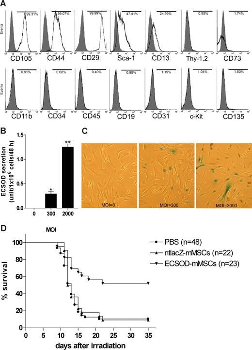 Figure 1. Radioprotective effect of mesenchymal stem cells genetically modified with extracellular superoxide dismutase. (A) Phenotype of mMSCs. Flow cytometric analysis was conducted on ex vivo–expanded mMSCs to determine the expression of CD11b, CD13, CD19, CD29, CD31, CD34, CD44, CD45, CD73, CD90 (Thy-1.2), CD105, CD117 (c-Kit), CD135, and Sca-1. Histograms show the relative intensity of mMSCs for various cell-surface antigens. Numbers indicate the percentage of cells in the population whose staining intensity with the specific antibody (white) was greater than that with the respective isotype control (gray). (B) Secretion of biologically active ECSOD by Ad5CMVECSOD-transduced mMSCs. mMSCs were transduced with Ad5CMVECSOD at multiplicity of infections (MOI, defined as plaque-forming units/cell) of 0, 300, or 2000 for 48 hours, the virus-containing culture medium was removed, and the cells were washed 3 times with PBS and further incubated in fresh culture medium for 48 hours. The culture supernatant was collected and analyzed for SOD activity using a SOD activity assay kit (Cayman Chemical Company, Ann Arbor, MI). Data were expressed as mean plus or minus SEM (n = 3) and analyzed statistically using a one-way analysis of variance (ANOVA) followed by post-hoc analysis with Tukey test. *P < .05 versus MOI 0; **P < .05 versus MOI 0 or 300. (C) Photomicrographs showing expression of nuclear-targeted β-galactosidase by Ad5CMVntlacZ-transduced mMSCs. mMSCs were transduced with Ad5CMVntlacZ at MOI 0, 300, or 2000 for 48 hours. The cells were X-gal stained for β-galactosidase activity and the blue nuclear-targeted β-galactosidase–positive Ad5CMVntlacZ-transduced mMSCs were identified. Original magnification ×40. (D) Intravenous administration of ECSOD gene-modified mMSCs improves survival of irradiated mice. Five-week-old female BALB/c mice were given 9 Gy total body γ irradiation from a 137Cs source (Gammacell 1000; MDS Nordion, Ottawa, ON) at a dose rate of 1.23 Gy/min. Twenty-four hours later, the animals were given a tail vein injection of 200 μL PBS, 0.5 × 106 ntlacZ gene-modified mMSCs (ntlacZ-mMSCs, MOI = 2000) in 200 μL PBS, or 0.5 × 106 ECSOD gene-modified mMSCs (ECSOD-mMSCs, MOI = 2000) in 200 μL PBS. Mouse survival was then monitored for 35 days. Kaplan-Meier survival curve was used for data analysis, and statistical significance was determined using log-rank test and one-way ANOVA followed by post-hoc analysis with Tukey test. P < .05 was considered statistically significant. The difference between the 3 groups was statistically significant by log-rank test (P = .002) and ANOVA (P < .001). Furthermore, P < .001 for ECSOD-mMSCs versus PBS, P < .001 for ECSOD-mMSCs versus ntlacZ-mMSCs, and P > .05 for ntlacZ-mMSCs versus PBS by Tukey test. In this study, 4 separate experiments were conducted and the result of each experiment was similar.