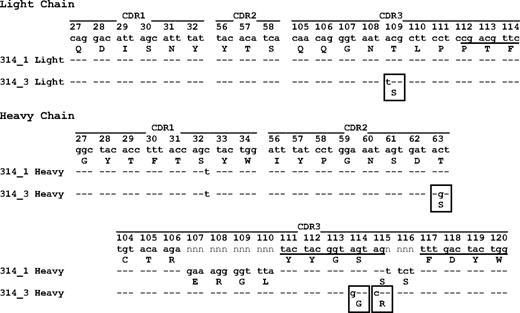 Figure 7. Light and heavy chain CDR sequences of monoclonals 314.1 and 314.3. Underlining indicates sequences of J gene IgKJ1*02 (light chain), D gene IgHD1*01 (heavy chain), and J gene IgHJ2*02 (heavy chain); n indicates nucleotides inserted during gene recombination. Amino acids deviating from those predicted by germline sequence are boxed. Amino acid residues are numbered according to the IMGT information system.20