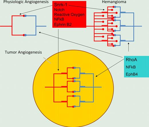 Illustration of 2 signaling pathways in physiologic and pathologic angiogenesis. Snrk-1 marks an arterially differentiated vasculature involving notch signaling, while alternative rho-mediated signaling may be present in venous differentiation of microvasculature. Inhibition of both pathways may be required for effective angiogenesis inhibition.
