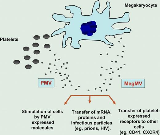 MVs are shed from both megakaryocytes (MegMVs) and platelets (PMVs). Evidence suggests that MVs may (1) stimulate target cells directly by surface-expressed ligands acting as a kind of “signaling complex,” (2) transfer surface receptors from one cell to another (eg, CD41, CXCR4), or (3) deliver proteins, mRNA, bioactive lipids, and even serve as a vehicle (“Trojan horse” mechanism) to transfer infectious particles between cells (eg, prions).
