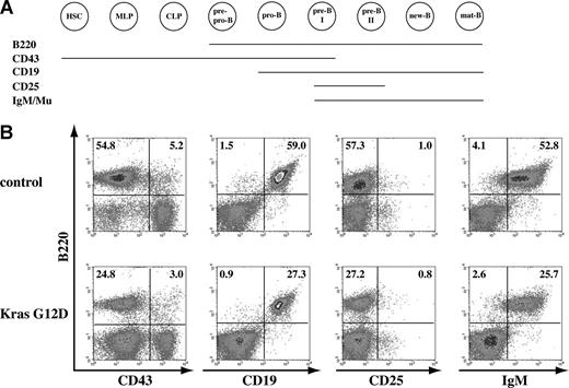 Figure 4. B-cell development is apparently normal in recipient mice that received transplants of total bone marrow cells expressing oncogenic Kras. (A) Schematic illustration of different cell-surface markers associated with different B-cell developmental stages. (B) Flow cytometric analysis of spleen cells isolated from control mice or mice that received transplants of bone marrow cells expressing oncogenic Kras. These density plots were gated on donor-derived, live nucleated cells based on forward scatter, propidium iodide staining, and CD45.2 (donor cell marker) expression profiles. At least 10 mice with T-cell malignancy and/or JMML were examined, and representative data from one mouse are shown here. The percentages of cells in quadrants of interest are indicated.