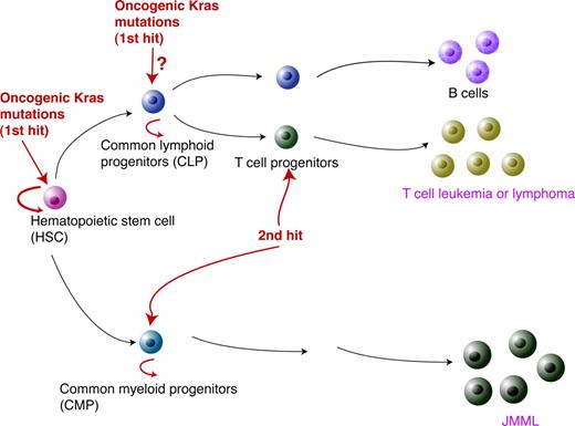 Figure 7. A model for oncogenic Kras-induced leukemogenesis. As the first genetic hit in leukemogenesis, oncogenic Kras mutations have to occur in HSCs. However, this event alone is insufficient to induce lineage-specific malignancies. The second hit is likely to occur in lineage-specific progenitors to initiate leukemogenesis.