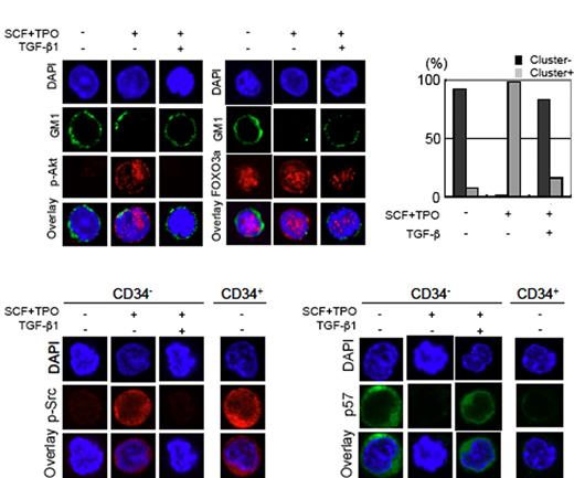 Figure 1. TGF-β inhibits LRC and attenuates cytokine signals. (A) TGF-β inhibits cytokine-mediated LRC and maintains repression of the Akt-FoxO pathway in HSCs. Freshly isolated CD34−KSL HSCs were sorted into individual serum-free culture-medium drops on slide glasses. The sorted cells were incubated at 37°C for 30 minutes in the presence or absence of TGF-β1, and then were stimulated with SCF and TPO for another 30 minutes. The cells were stained with DAPI (blue), CTxB (green), and an anti–phospho-Akt (red) or an anti-FoxO3a antibody (red). Proportions of CD34−KSL HSCs that showed lipid raft cluster formation are indicated as gray bars (Cluster+; right panel). (B) TGF-β inhibits activation of c-Src in HSCs. Freshly isolated CD34−KSL HSCs were incubated in the presence or absence of TGF-β1 for 30 minutes and then were stimulated with SCF and TPO for another 30 minutes. Freshly isolated CD34+KSL progenitor cells were also subjected to analysis. The cells were stained with DAPI (blue) and an anti–phospho-c-Src antibody (red). (C) TGF-β maintains cytoplasmic accumulation of p57 in HSCs. Freshly isolated CD34−KSL HSCs were incubated in the presence or absence of TGF-β1 for 30 minutes and then were stimulated with SCF and TPO for another 30 minutes. Freshly isolated CD34+KSL progenitor cells were also subjected to analysis. The cells were stained with DAPI (blue) and an anti-p57 antibody (green).
