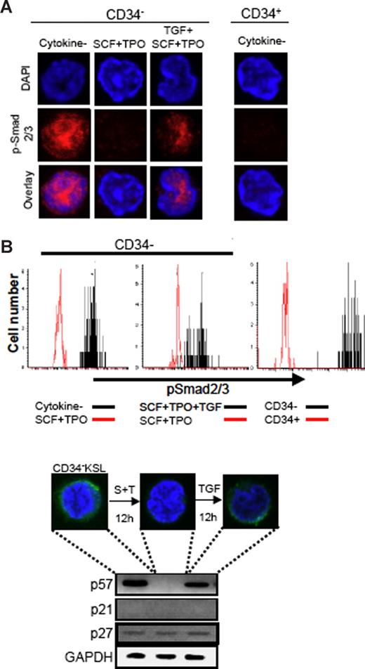 Figure 3. TGF-β signaling is highly active in dormant HSCs and regulates p57 expression. (A) Active TGF-β signaling in HSCs demonstrated by presence of phosphorylated Smad2/3 in the nucleus. Freshly isolated CD34−KSL HSCs (CD34−) and CD34+KSL hematopoietic progenitor cells (CD34+) were sorted in a serum-free culture-medium drop on slide glasses. The sorted cells were incubated at 37°C for 30 minutes in the presence or absence of TGF-β1 and then were stimulated with SCF and TPO for another 30 minutes. Freshly isolated CD34+KSL progenitor cells were also subjected to analysis. The cells were stained with DAPI (blue) and an anti–phospho-Smad2/3 antibody (red). Representative images are depicted on the top panels. In the bottom panels, the levels of immunofluorescence quantitated by an Olympus Laser Scanning Cytometer 2 (LSC2) are depicted. X- and y-axes are indicated in logarithmic and linear scales, respectively. The left panel presents data from freshly isolated CD34−KSL HSCs (CD34−) incubated for 30 minutes in the presence or absence of SCF and TPO. The middle panel presents data from freshly isolated CD34−KSL HSCs (CD34−) incubated for 30 minutes in the presence or absence of TGF-β1, and then stimulated with SCF and TPO for another 30 minutes. The right panel presents data from freshly isolated CD34−KSL HSCs (CD34−) and CD34+KSL hematopoietic progenitor cells (CD34+). (B) TGF-β up-regulates p57 gene expression in HSCs to induce cell-cycle arrest. Freshly isolated CD34−KSL HSCs were incubated in the presence of SCF (S) and TPO (T) for 12 hours, and were cultured for another 12 hours in the presence of TGF-β1 (TGF) in addition to SCF and TPO. The cells were stained with DAPI (blue) and an anti-p57 antibody (green). mRNA expression of mouse Cip/Kip genes was analyzed for each cell (bottom panel).