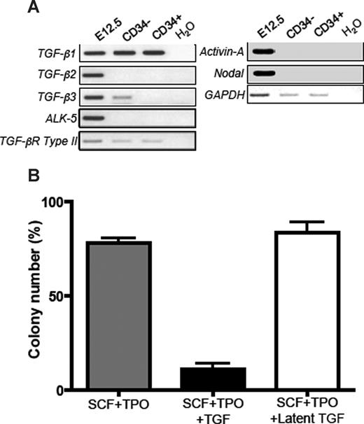 Figure 5. Activation of latent TGF-β is required for TGF-β bioactivity on HSCs. (A) mRNA expression of TGF-β family member genes was analyzed for total embryo at E12.5, freshly isolated BM CD34−KSL HSCs (CD34−), and CD34+KSL hematopoietic progenitor cells (CD34+). (B) Freshly isolated CD34−KSL HSCs (CD34−) were sorted clonally into 96-well microtiter plates and incubated in the presence of SCF and TPO along with either TGF-β1 or latent TGF-β1, and were allowed to form colonies. After 14 subsequent days of culture, the numbers of colonies were counted and the percentages of starting HSCs that gave rise to colonies were presented.