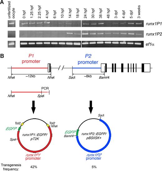 Figure 1. Transcripts encoding the 2 main isoforms of runx1 are differentially expressed from the 2 alternative promoters, P1 and P2, during development. (A) RT-PCR of runx1 P1 and P2 isoforms of RNA extracted from wild-type zebrafish unfertilized oocytes and embryos at different stages, with ef1α as a control. The runx1P1 isoform is maternally expressed, whereas the P2 isoform is predominantly expressed from 14 hpf. Vertical lines have been inserted to indicate a repositioned gel lane. (B) Genomic organization of the zebrafish runx1 locus and strategy for generating promoter constructs for transgenesis. The diagram shows the structure of the runx1 gene and the regions of the promoters used to generate the runx1::EGFP transgenics. Exons and UTRs are shown as filled and unfilled boxes, respectively. A 12-kb fragment of the P1 promoter was cloned by restriction digest and PCR and then inserted into a Tol2 transposon vector. The frequency of germline integration was 42%. An earlier protocol, with a germline integration frequency here of 5%, was used to generate the P2- transgenic line with EGFP driven by an 8-kb SacI-BamHI fragment.