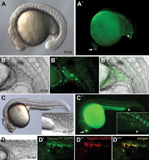 Figure 2. Expression of EGFP in Tg(runx1P1:EGFP)–transgenic embryos. (A–D) bright-field images, (A′–D′,D″) fluorescent images, (B″) merge of B and B′, and (D‴) merge of D′ and D″. (A,A′) Lateral views at 18 hpf showing EGFP in the posterior LPM (arrowhead) and the olfactory placode (arrow). (B,B′) Confocal images of the LPM showing EGFP-positive hematopoietic cells. (C,C′) Lateral views of 24 hpf embryo with EGFP expression in the PBI (arrowhead), olfactory placode (arrow), and hypochord. (Inset) Confocal images displaying EGFP-positive cells in the PBI (arrowhead). (D,D′,D″,D‴) Lateral view of the PBI of a 24 hpf Tg(runx1P1:EGFP)/Tg(gata1:DsRED) double-transgenic embryo, showing coexpression of EGFP and DsRED in EMPs.