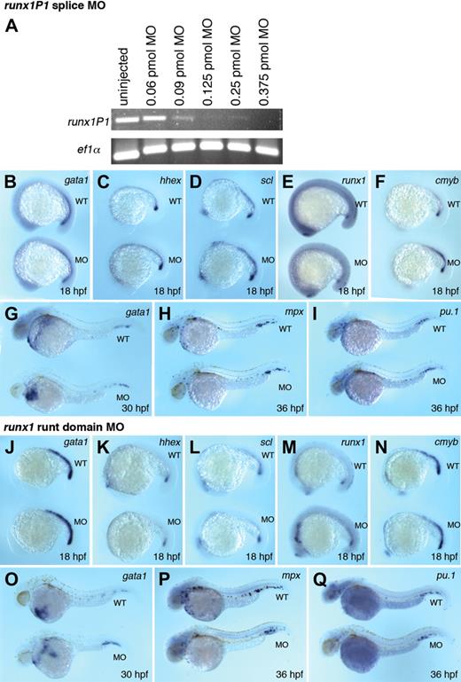 Figure 3. Runx1P1 is not required for primitive or definitive hematopoiesis. (A) RT-PCR confirms deletion of the first exon of runx1P1 in 24 hpf embryos injected with the runx1P1 splice MO at doses greater than 0.125 pmol. Markers of primitive erythropoiesis (B–D) and definitive hematopoiesis (E,F) are expressed normally in 18 hpf Runx1P1 morphants. (G–I) The development of EMPs expressing gata1, mpx, and pu.1 is also unaffected by Runx1P1 knockdown. (J–N) Injection of a runx1 runt domain MO targeting both isoforms did not affect expression of primitive or definitive hematopoiesis at 18 hpf. (O–Q) Expression of EMP markers is also unaffected by Runx1 depletion.