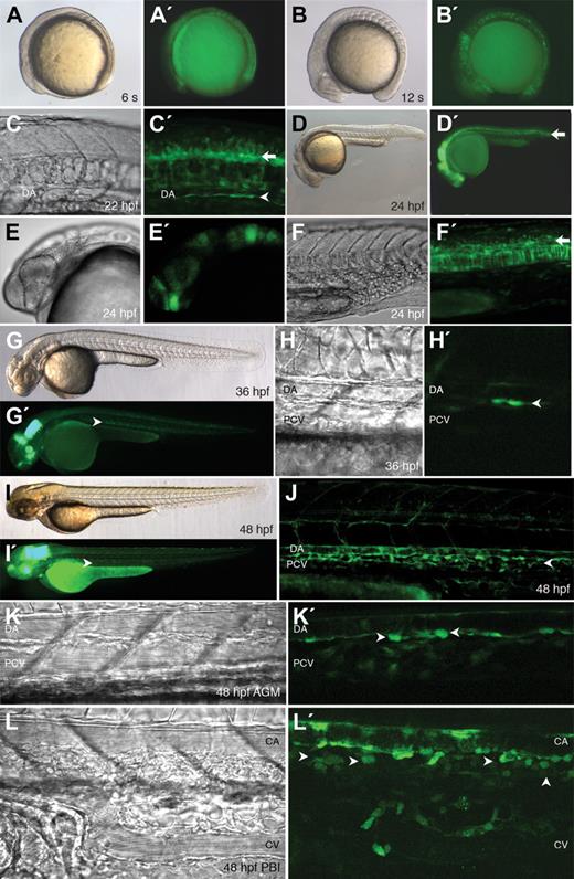 Figure 4. Expression of EGFP in Tg(runx1P2:EGFP)–transgenic embryos. (A–I,K,L) Bright-field and (A′–I′,J,K′,L′) fluorescent images. (A) Lateral views of 6-somite (s) embryo showing EGFP expression in the notochord. (B) Lateral views of 12-somite embryo. EGFP is expressed in the spinal cord and notochord. (C) Lateral view of the trunk at 22 hpf. EGFP is present in the ventral wall of the dorsal aorta (DA; arrowhead) and the spinal cord (arrow). (D–F) Lateral views at 24 hpf showing EGFP in the brain and spinal cord (arrow, D,E), but not in the PBI (F). (G,H) Lateral views of 36 hpf embryo with EGFP-expressing cells between the DA and PCV along the whole trunk of the embryo (arrowhead). (I–L) Lateral views of 48 hpf embryo with many EGFP-positive cells in the AGM region between the trunk vessels (arrowhead). Round EGFP-positive cells with the morphology of hematopoietic cells are present between the DA and PCV in the AGM (arrowheads, K), and the caudal artery (CA) and caudal vein (CV) in the PBI (arrowheads, L).