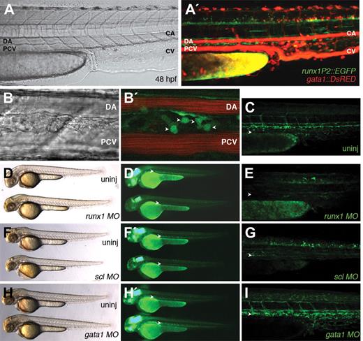 Figure 5. The EGFP-positive cells between the DA and PCV are early hematopoietic cells. (A,B) Lateral views of the trunk of 48 hpf Tg(runx1P2:EGFP)/Tg(gata1:DsRED) double-transgenic embryo confirms the localization of round EGFP-expressing cells between the DA and PCV (arrowheads). (C,E,G,I) Lateral views of the trunk regions of uninjected (uninj) and MO-injected 48 hpf Tg(runx1P2:EGFP) embryos. (D,F,H) Lateral bright-field and (D′,F′,H′) fluorescent images of 48 hpf MO-injected transgenic embryos together with uninjected controls. (D,E) The hematopoietic EGFP-expressing cells are abolished in runx1 runt domain MO-injected embryos (arrowheads). (F,G) Injection of scl MO ablated the EGFP-positive cells between the DA and PCV (arrowheads). (H,I) Injection of gata1 MO increased EGFP expression in the AGM region compared with controls (arrowheads).