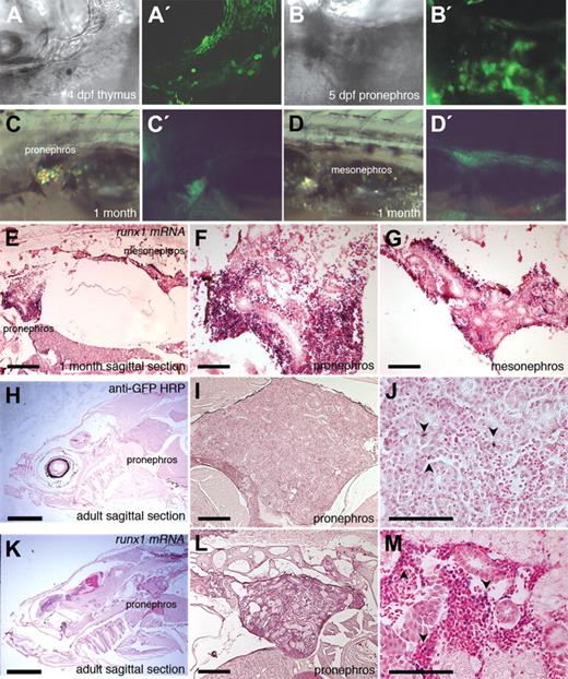Figure 6. EGFP expression in larval, juvenile, and adult runx1P2 transgenics. (A–D) Bright-field and (A′–D′) fluorescent images of transgenic larvae and juveniles. (A) Lateral view of the thymus at 4 dpf showing EGFP-positive thymocytes. (B) Dorsal view of 5-dpf transgenic embryo showing EGFP expression in the pronephros. (C,D) Lateral views of 1-month-old juvenile transgenic showing EGFP in the pronephros and mesonephros. (E–G) In situ hybridization for runx1 mRNA on a sagittal section of a 1-month-old wild-type fish. (F,G) Higher magnification of the pronephros and mesonephros shows runx1 mRNA localized to blood progenitors around the renal tubules. (H–J) Anti-GFP staining of a sagittal section of an adult runx1P2 transgenic showing EGFP-positive cells within the pronephros (arrowheads). (K–M) runx1 in situ hybridization on a sagittal section of the pronephros of wild-type adult. runx1 is expressed in hematopoietic cells around the renal tubules (arrowheads). Bars represent 200 μm (E,I,L), 50 μm (F,G,J,M), and 1 mm (H,K).