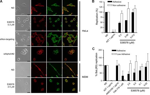 Figure 3. Impairment of integrin αV function by RNAi or S36578 mediated a change in cell shape and adhesion. (A) Immunofluorescence of HeLa cells and MDMs either nontreated or treated with siRNAs (siNontargeting and siAlphaV#2) or S36578. Cells were immunostained for integrin αV (green) and counterstained for filamentous actin with phalloidin (red). A change in cell shape and adhesion was observed as a consequence of the impairment of αV function. Bar represents 25 μm. (B) Antiviral activity of S36578 comparing adhesive versus nonadhesive conditions in HeLa cells. Percentage of replication compared with the untreated control of cells cultured in adhesive (■) or nonadhesive conditions (□) is represented. Data are mean plus or minus SD of 2 independent experiments. (C) Antiviral activity of S36578 comparing adhesive versus low adhesive conditions in MDMs. Percentage of replication compared with the untreated control of cells cultured in adhesive (■) or low adhesive conditions (□) is represented. Data are mean plus or minus SD of at least 3 independent experiments. ND indicates no drug; MDM, monocyte-derived macrophages.
