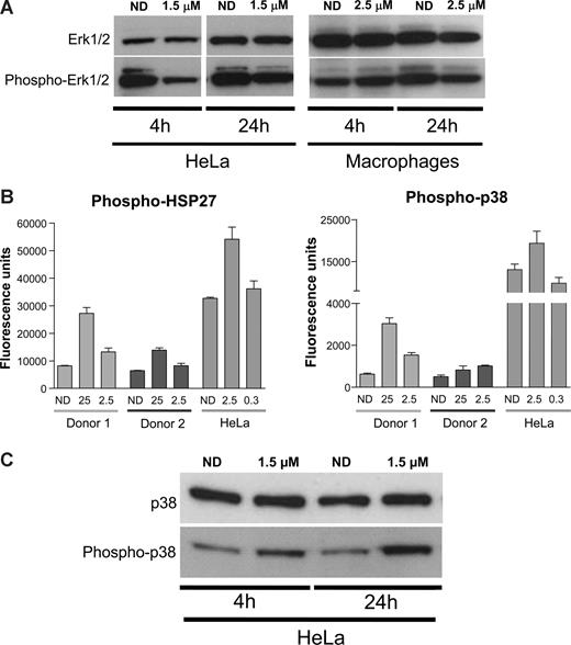 Figure 5. S36578 acts through a MAP-dependent signaling pathway. (A) Western blot of ERK1/2 in HeLa cells and MDMs treated with S36578. Treatment at 4 and 24 hours is shown. Macrophage samples of 4 and 24 hours are from different donors. (B) Increased phosphorylation of p38-MAPK and HSP27 measured with human mercator phosphoarray. MDMs from 2 different donors (Donor 1 and Donor 2) and HeLa cells were analyzed, each of them at 2 different concentrations of S36578 (25 μM and 2.5 μM for MDMs; 2.5 μM and 0.3 μM for HeLa). The bar plots represent the averaged fluorescence intensity and SD for each sample. ND indicates no drug. (C) Western blot showing an increased phosphorylation of p38-MAPK in HeLa cells as a consequence of S36578 treatment.