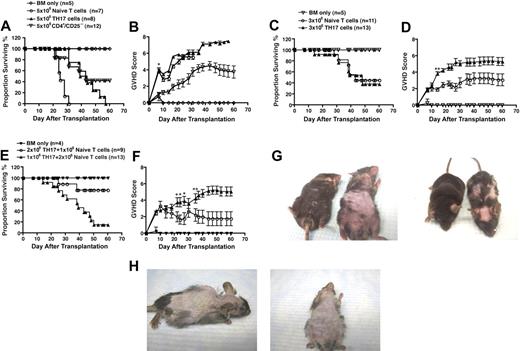 Figure 2. In vitro-differentiated TH17 cells induce lethal acute GVHD. Whole splenic T cells (5 × 106; n = 7) or CD4+/CD25− sorted cells (5 × 106; n = 12) or TH17 cells (n = 8; differentiated as in Figure 1) were transferred with T cell–depleted bone marrow cells into lethally irradiated B6D2 recipients. Animals were monitored for survival (A) and signs of GVHD (B). *P values at all of the statistically significant time points were at most .04. Whole splenic T cells (3 × 106; n = 11) or TH17s (3 × 106; n = 13) were transferred with T-cell-depleted bone marrow cells into lethally irradiated B6D2 recipients. Animals were monitored for (C) survival and (D) signs of GVHD. (*P < .04; **P values remained significant from day 14 on.) TH17 cells were transferred with whole T cells in different doses and T cell–depleted bone marrow cells into lethally irradiated B6D2 recipients (2 × 106 whole T cells plus 106 TH17 cells, n = 13; 106 whole T cells plus 2 × 106 TH17 cells, n = 9). Animals were monitored for (E) survival and (F) signs of GVHD. (*P < .04; **P values remained significant from day 35 on.) For each experiment animals receiving bone marrow only (n = 4) served as controls for GVHD. (G) Comparison of pathologic skin lesions in recipients of 5 × 106 whole splenic T cells (left animal) versus recipients of TH17 cells (right animal) at day 25 after transplantation. (H) Pathologic skin lesions in recipients of TH17 cells at day 38 after transplantation.