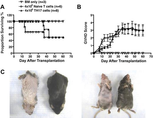 Figure 3. In vitro differentiated TH17 cells mediate extensive pathologic cutaneous lesions in a MHC-match, multiple minor mismatch model of acute GVHD. Whole splenic T cells (4 × 106; n = 6) or TH17 cells (4 × 106; n = 8; differentiated as in Figure 1) from C3H.SW mice were transferred with T cell–depleted bone marrow cells into lethally irradiated B6/SJL recipients. Animals were monitored for survival (A) and signs of GVHD (B). (C) Comparison of pathologic skin lesions in recipients of 5 × 106 TH17 cells (left animal) versus recipients of whole splenic T cells (right animal) at day 37 after transplantation.