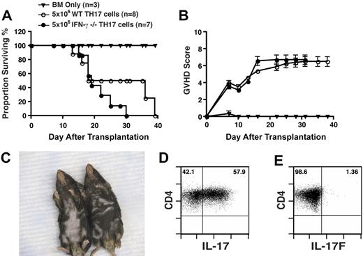 Figure 6. TH17-mediated pathologic conditions are independent of IFN-γ. TH17 cells (5 × 106) from WT (n = 8) or IFN-γ−/− mice (n = 7; differentiated as in Figure 1) were transferred with T cell–depleted bone marrow cells into lethally irradiated B6D2 recipients. Animals were monitored for survival (A) and signs of GVHD (B). (C) Comparison of pathologic skin lesions in recipients of 5 × 106 IFN-γ−/− TH17 cells (left animal) versus recipients of WT TH17 cells (right animal) at day 25 after transplantation. IFN-γ−/− TH17 cells were transferred into irradiated B6D2 recipients. Eight days after transplantation, lymphocytes were extracted from the lung and stimulated as in Figure 1 followed by intracellular cytokine staining for IL-17 (D) and IL-17F (E). Plots derived from CD4+ gate.