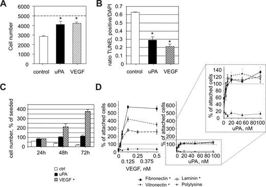 Figure 1. uPA promotes endothelial cell survival. (A) HUMECs recovered after 24 hours from cultures seeded subconfluently on vitronectin (5000) under control conditions (2820 ± 45) or in the presence of uPA (100 nM; 4090 ± 345) or of VEGF165 (1.25 nM; 4210 ± 130). A reduction in cell number was found under serum reduced conditions that was prevented by uPA or VEGF165 (*P < .01 vs control; n = 3). (B) Percentage of apoptotic HUMECs seeded on vitronectin for 24 hours under control conditions or in the presence of uPA (100 nM) or VEGF165 (1.25 nM). Both uPA and VEGF165 significantly reduced the percentage of apoptotic cells (*P < .01; n = 4). (C) Time course of recovered endothelial cells seeded on vitronectin in the absence or presence of uPA (100 nM) or VEGF165 (1.25 nM). A significant increase was seen only in the presence of VEGF165 (*P < .01, ANOVA; n = 3). (D) Dose dependency of the effects of uPA or VEGF165 on the number of endothelial cells recovered 96 hours after seeding on different matrices in percentage of attached cells (2 hours after seeding). The effects of both uPA and VEGF165 were dependent on the presence of an adhesive matrix (*P < .01, ANOVA; n = 3).