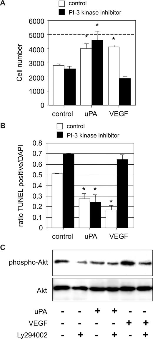 Figure 2. uPA-dependent cell survival is PI3 kinase independent. (A) HUMECs recovered after 24 hours from cultures seeded subconfluently on vitronectin (5000) in the absence or presence of the PI3 kinase inhibitor LY294002 (10 μM) and treated with either uPA (100 nM) or VEGF165 (1.25 nM). The effect of uPA was independent of the presence of the PI3 kinase inhibitor (*P < .01 vs control; n = 3). (B) Percentage of apoptotic HUMECs seeded on vitronectin for 24 hours in the absence or presence of the PI3 kinase inhibitor LY294002 (10 μM) and treated with either uPA (100 nM) or VEGF165 (1.25 nM). The effect of uPA in reducing the percentage of apoptotic cells was independent of the presence of the PI3 kinase inhibitor (*P < .01; n = 3). (C) Representative Western blot for pSer473 Akt in endothelial cells treated with uPA (100 nM) or VEGF165 (1.25 nM) and in the absence or presence of the specific PI3-kinase inhibitor LY294002 (10 μM). uPA did not induce Ser473 phosphorylation of Akt after 10 minutes (n = 3).